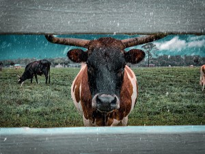 bull in the rain
